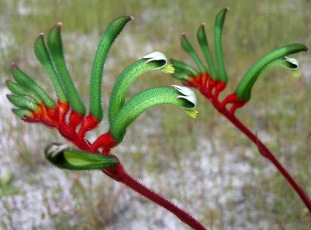 anigozanthos_manglesii_smc_2007 Анигозантус и описание этого удивительного австралийского растения